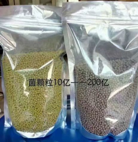 點(diǎn)擊查看詳細(xì)信息<br>標(biāo)題：枯草芽孢桿菌菌劑顆粒 閱讀次數(shù)：4163