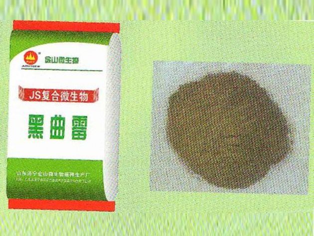 點(diǎn)擊查看詳細(xì)信息<br>標(biāo)題：黑曲霉 閱讀次數(shù)：2902