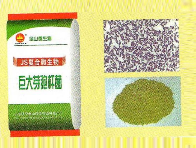 點(diǎn)擊查看詳細(xì)信息<br>標(biāo)題：巨大芽孢桿菌 閱讀次數(shù)：2806